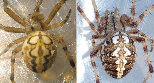 Réf. 212 495 : Neoscona sp.